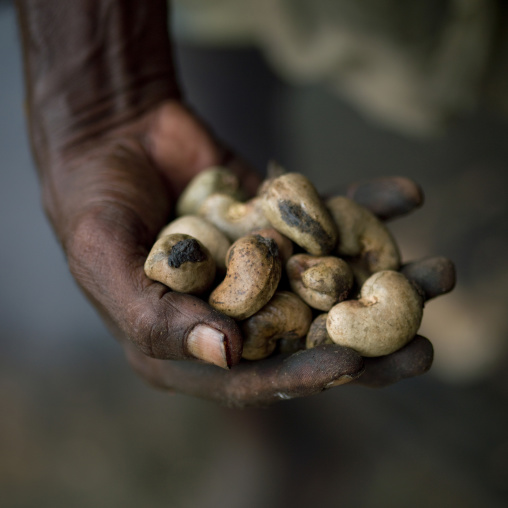 Man With Cashew Nuts In His Chettinad, India