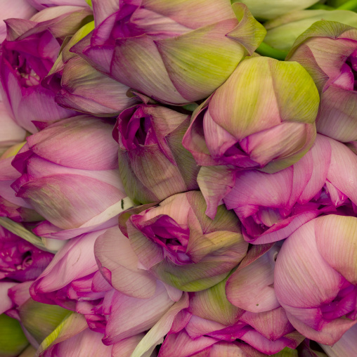 Lotus Blossoms Madurai, India