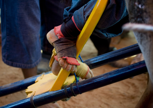 Bul races in madura island, Java  indonesia