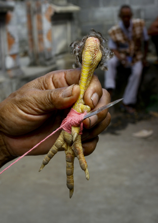 Attaching A Blade To The Roosters Feet For A Cock Fighting