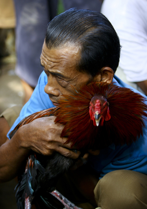 A Cock Being Held Back By Its Handler During A Cockfigting Event