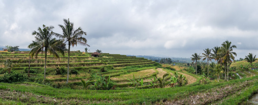 The Terraced Rice Fields