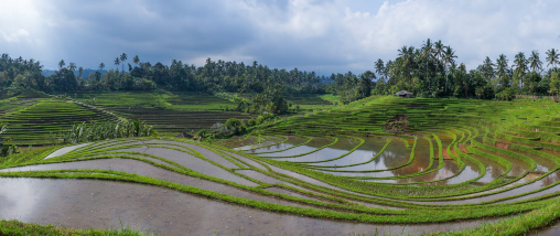The Terraced Rice Fields