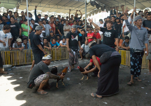 Cockfighting In A Temple