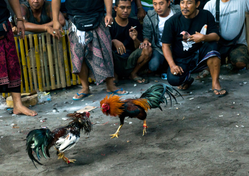 Cockfighting In A Temple