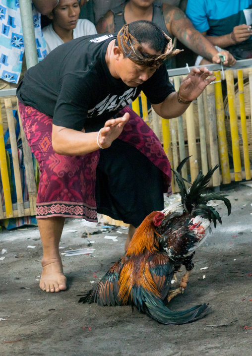 Cockfighting In A Temple