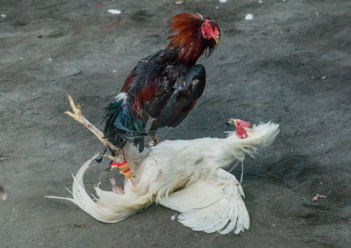 Cockfighting In A Temple