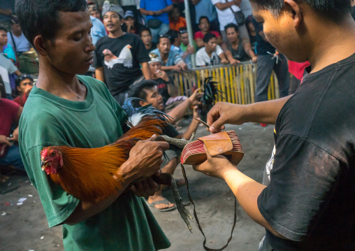 Attaching A Blade To The Roosters Feet For A Cock Fighting