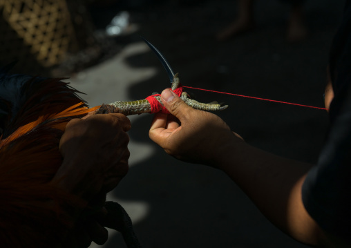 Attaching A Blade To The Roosters Feet For A Cock Fighting