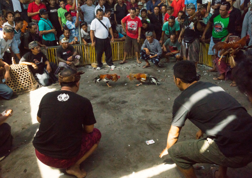 Cockfighting In A Temple