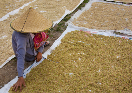 Woman In A Field, Lombok Island, Indonesia