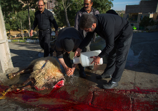 Shiite Muslim Men Are Ritually Killing A Sheep During Ashura, The Day Of The Death Of Imam Hussein, Kurdistan Province, Bijar, Iran