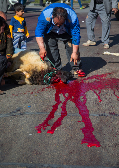 Shiite Muslim Men Are Ritually Killing A Sheep During Ashura, The Day Of The Death Of Imam Hussein, Kurdistan Province, Bijar, Iran