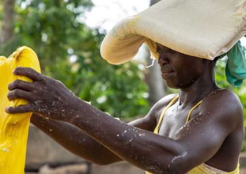 African woman putting attiéké in bags, Région des Lacs, Sakiare, Ivory Coast