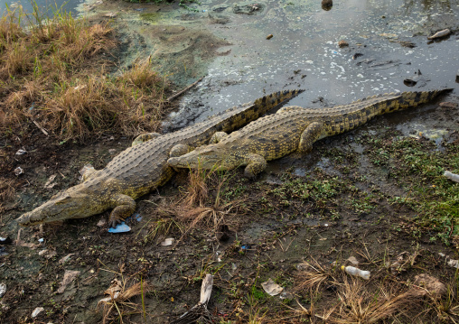 Felix Houphouet-Boigny's sacred crocodiles living in the artificial lake of the presidential palace, Région des Lacs, Yamoussoukro, Ivory Coast