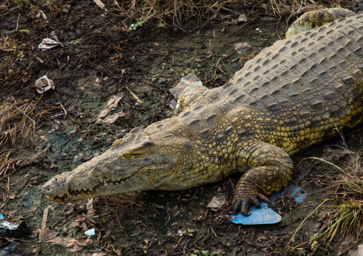 Felix Houphouet-Boigny's sacred crocodile living in the artificial lake of the presidential palace, Région des Lacs, Yamoussoukro, Ivory Coast