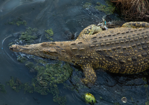 Felix Houphouet-Boigny's sacred crocodile living in the artificial lake of the presidential palace, Région des Lacs, Yamoussoukro, Ivory Coast