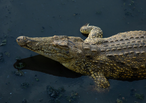 Felix Houphouet-Boigny's sacred crocodile living in the artificial lake of the presidential palace, Région des Lacs, Yamoussoukro, Ivory Coast