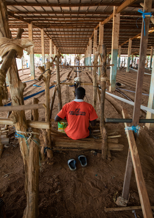 African man from Senufo tribe weaving in a traditional textile factory, Savanes district, Waraniene, Ivory Coast