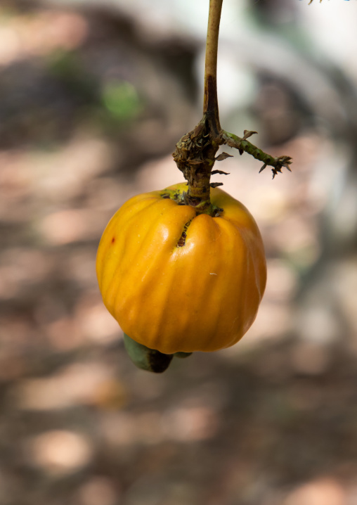 Fruit of shea butter tree, Savanes district, Shienlow, Ivory Coast