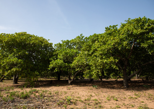 Plantation of shea butter or karite trees, Savanes district, Shienlow, Ivory Coast