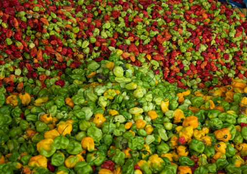 Colorful eggplants for sale in a market, Savanes district, Boundiali, Ivory Coast