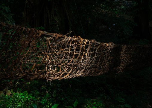 Liana bridge in the forest, Tonkpi Region, Man, Ivory Coast