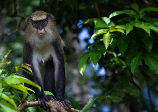 Staring macaque monkey in the forest, Tonkpi Region, Man, Ivory Coast