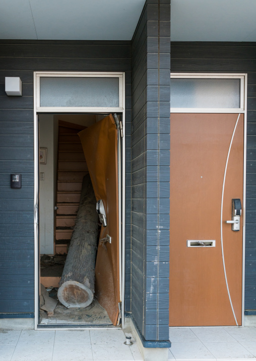 Tree trunk inside a house destroyed by the 2011 earthquake and tsunami five years after, Fukushima prefecture, Tomioka, Japan