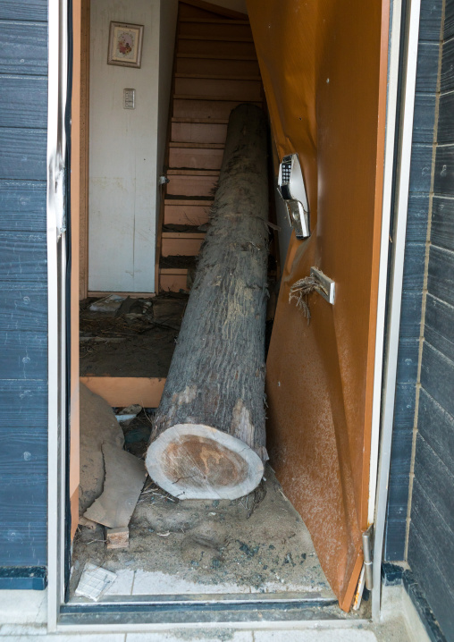 Tree trunk inside a house destroyed by the 2011 earthquake and tsunami five years after, Fukushima prefecture, Tomioka, Japan