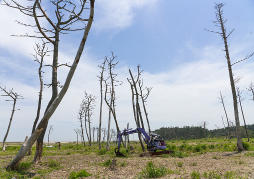 Caterpillar in the highly contaminated area after the daiichi nuclear power plant irradiation and the tsunami, Fukushima prefecture, Futaba, Japan
