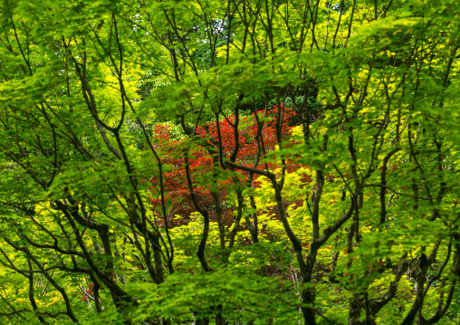 Garden in koto-in zen buddhist temple in daitoku-ji, Kansai region, Kyoto, Japan