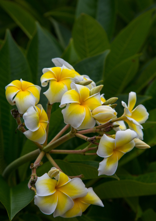 Close-up of frangipani blooming outdoors, Yaeyama Islands, Taketomi island, Japan