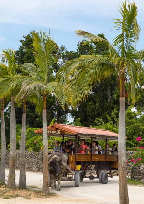 Water buffalo cart tour, Yaeyama Islands, Taketomi island, Japan