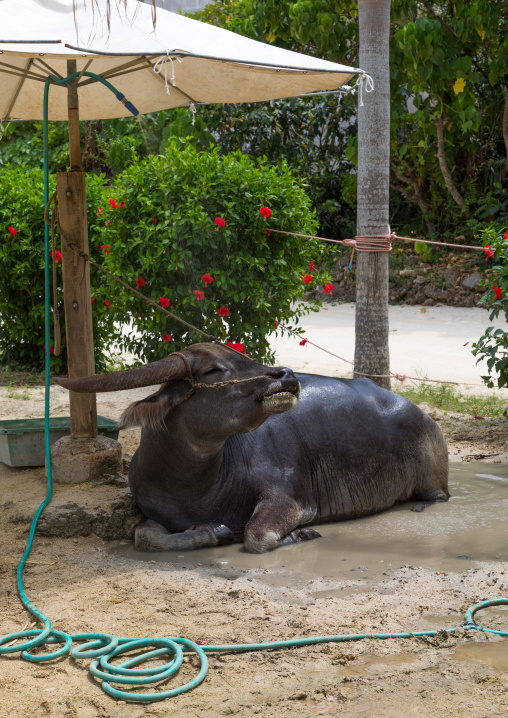 Water buffalo resting, Yaeyama Islands, Taketomi island, Japan