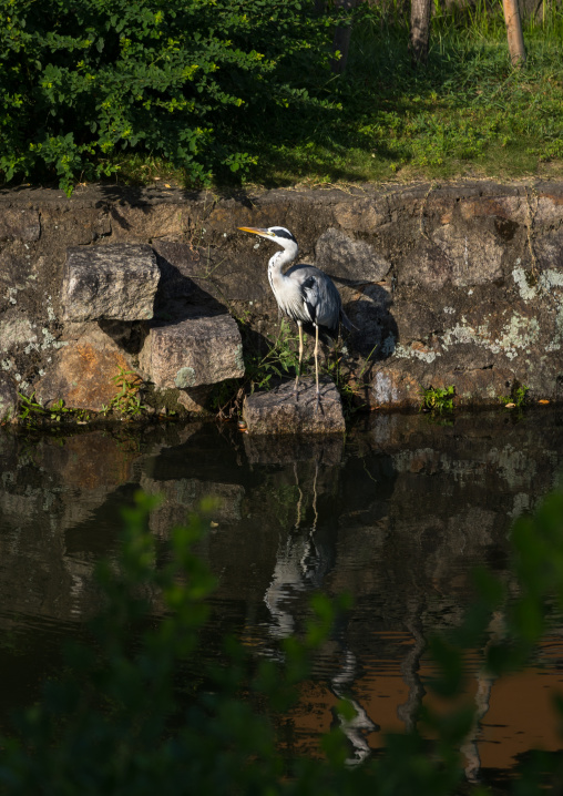 Grey heron on the riverbank, Okayama Prefecture, Kurashiki, Japan