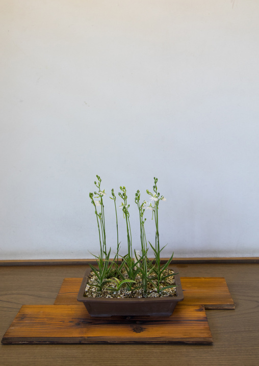 Zen like plant in a pot, Hypgo Prefecture, Himeji, Japan