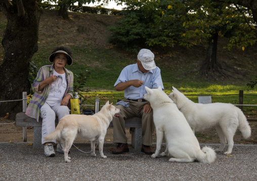 Japanese couple feeding dogs in a park, Hypgo Prefecture, Himeji, Japan