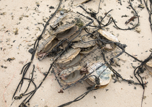Oysters pearl on Kabira bay inner beach, Yaeyama Islands, Ishigaki-jima, Japan