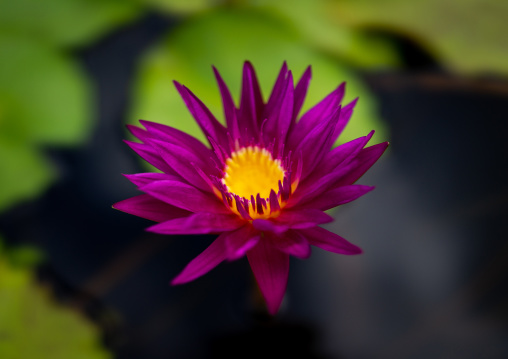 Nymphaea lotus water lily in botanic garden, Kansai region, Kyoto, Japan