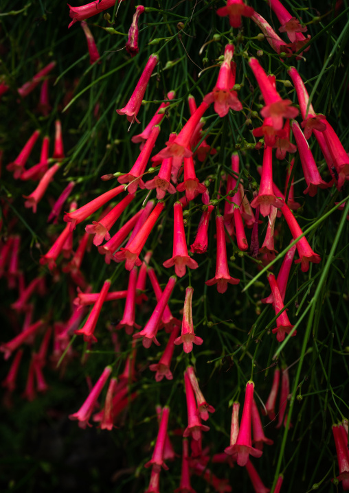 Red russelia equisetiformis in the Kyoto botanical garden, Kansai region, Kyoto, Japan