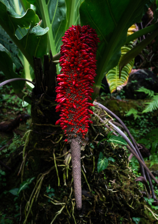 Anthurium schlechtendalii in the Kyoto botanical garden, Kansai region, Kyoto, Japan