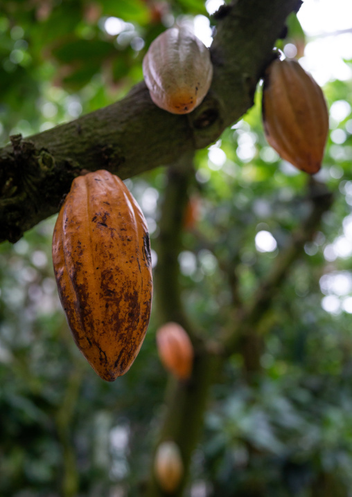Theobroma cacao in the Kyoto botanical garden, Kansai region, Kyoto, Japan