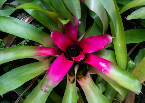 Vriesea artist in the Kyoto botanical garden, Kansai region, Kyoto, Japan