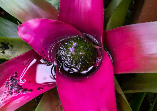 Vriesea artist in the Kyoto botanical garden, Kansai region, Kyoto, Japan