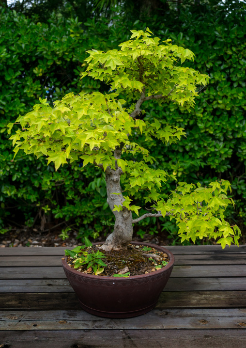 Bonsai tree in the botanic garden, Kansai region, Kyoto, Japan