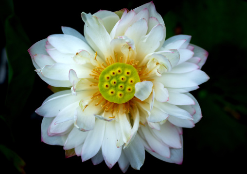 Close-up of white lotus water lily, Kansai region, Kyoto, Japan