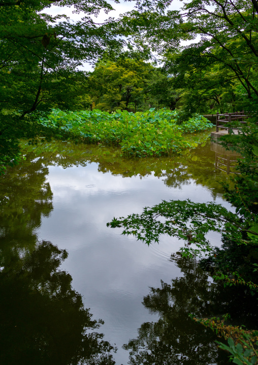Pond in the botanic garden, Kansai region, Kyoto, Japan
