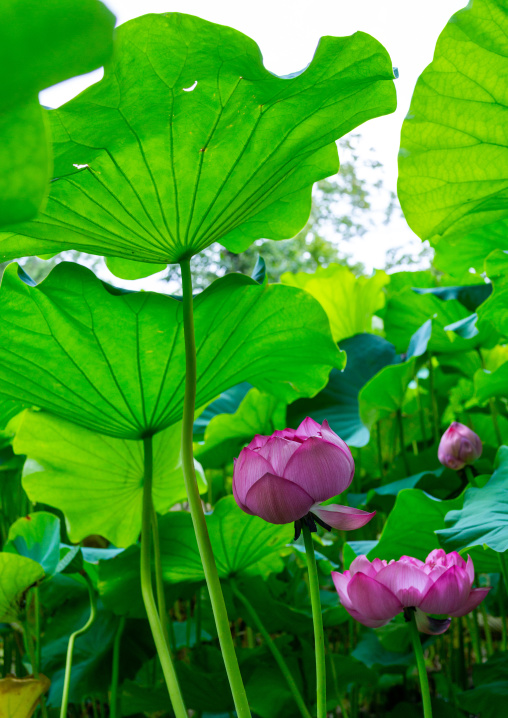 Pink lotus water lily, Kansai region, Kyoto, Japan