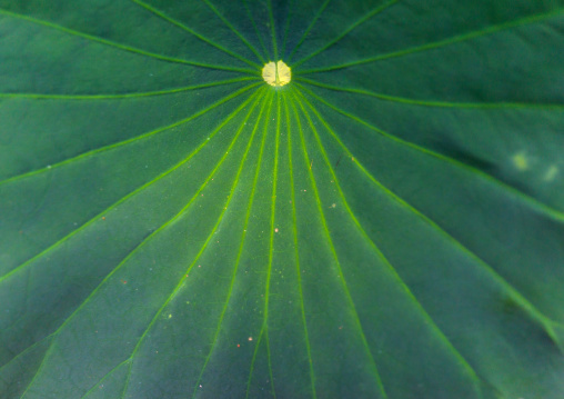 Giant lotus leaf in the the Kyoto botanical garden, Kansai region, Kyoto, Japan